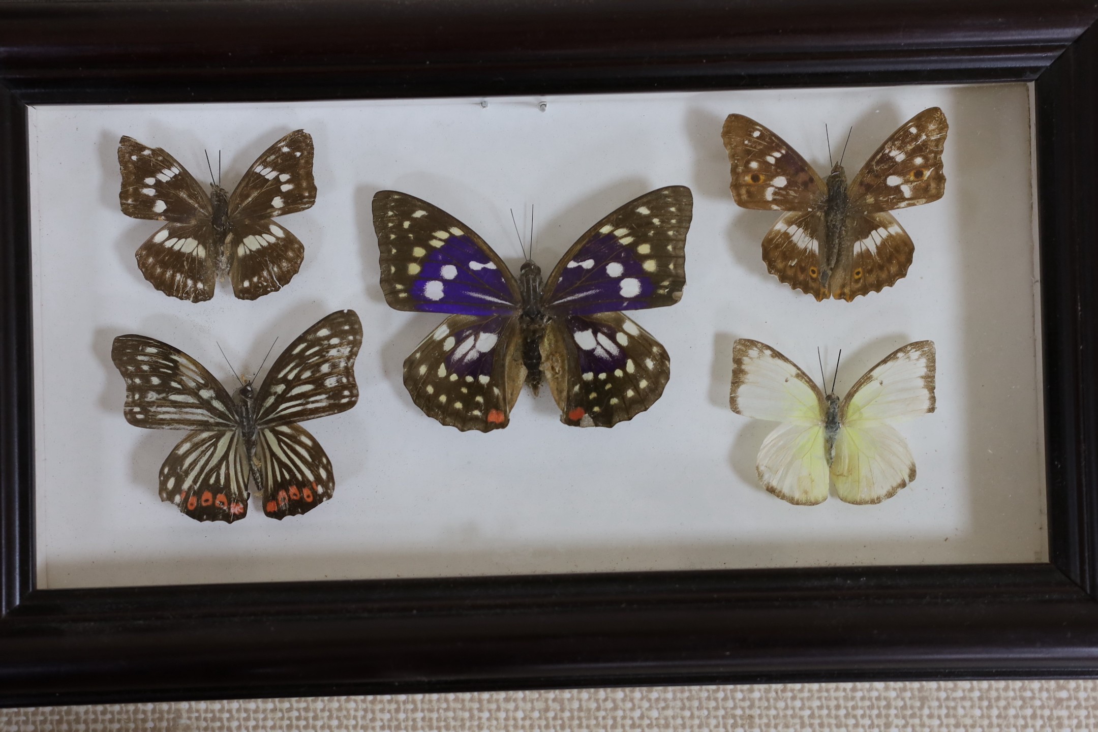 Four cased sets of exotic butterfly taxidermy specimens